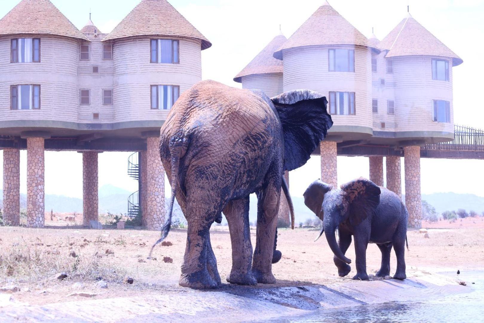 Salt Lick Safari Lodge Tsavo Zewnętrze zdjęcie